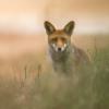 renard du soir DX5_2173