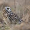 Hibou des marais DX5_2217