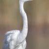 aigrette DX5_2254