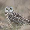 Hibou des marais DX5_2327