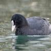 foulque DX5_2328