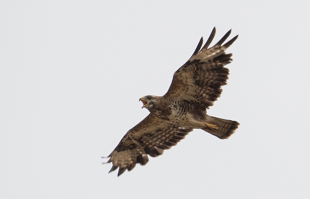 buse variable DX5_2361