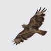 buse variable DX5_2361