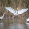 aigrette DX5_2370