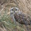 Hibou des marais DX5_2430