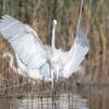 aigrette DX5_2437