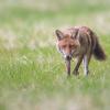 renard DX5_2449-2