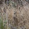 Hibou des marais DX5_2449