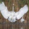 aigrette DX5_2457