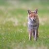 renard DX5_2459
