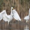 aigrette DX5_2461-2
