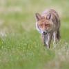 renard DX5_2461