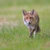 renard DX5_2462