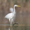 aigrette DX5_2468