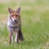 renard DX5_2470