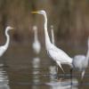 aigrette DX5_2475