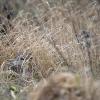 Hibou des marais DX5_2477