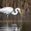 aigrette DX5_2492