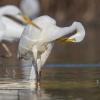 aigrette DX5_2506