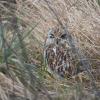 Hibou des marais DX5_2537