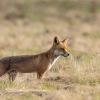 renard DX5_2585