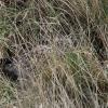 Hibou des marais DX5_2591