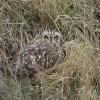 Hibou des marais DX5_2600