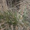 Hibou des marais DX5_2610