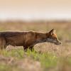 renard DX5_2614
