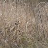 Hibou des marais DX5_2619