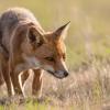 renard DX5_2636.jpg