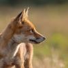 renard DX5_2646