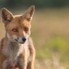 renard DX5_2648