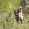 jeune renard DX5_2775