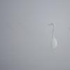 aigrette DX5_2775