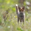 jeune renard DX5_2778