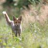 jeune renard DX5_2783
