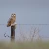 Hibou des marais DX5_2807