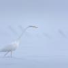 aigrette DX5_2833