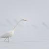 aigrette DX5_2834