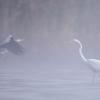 aigrette DX5_2854