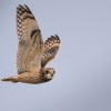 Hibou des marais DX5_2855