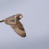 Hibou des marais DX5_2863
