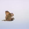 Hibou des marais DX5_2866