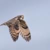 Hibou des marais DX5_2869