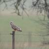 Hibou des marais DX5_2877