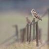 Hibou des marais DX5_2885