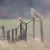 Hibou des marais DX5_2897