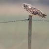 Hibou des marais DX5_2913