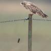 Hibou des marais DX5_2914
